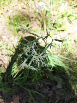 صورة Dianthus superbus subsp. stenocalyx (Trautv.) Kleopow