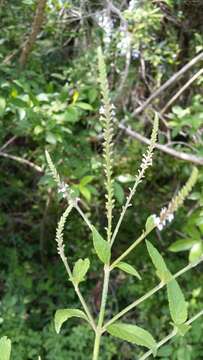 Image of Sandpaper Vervain