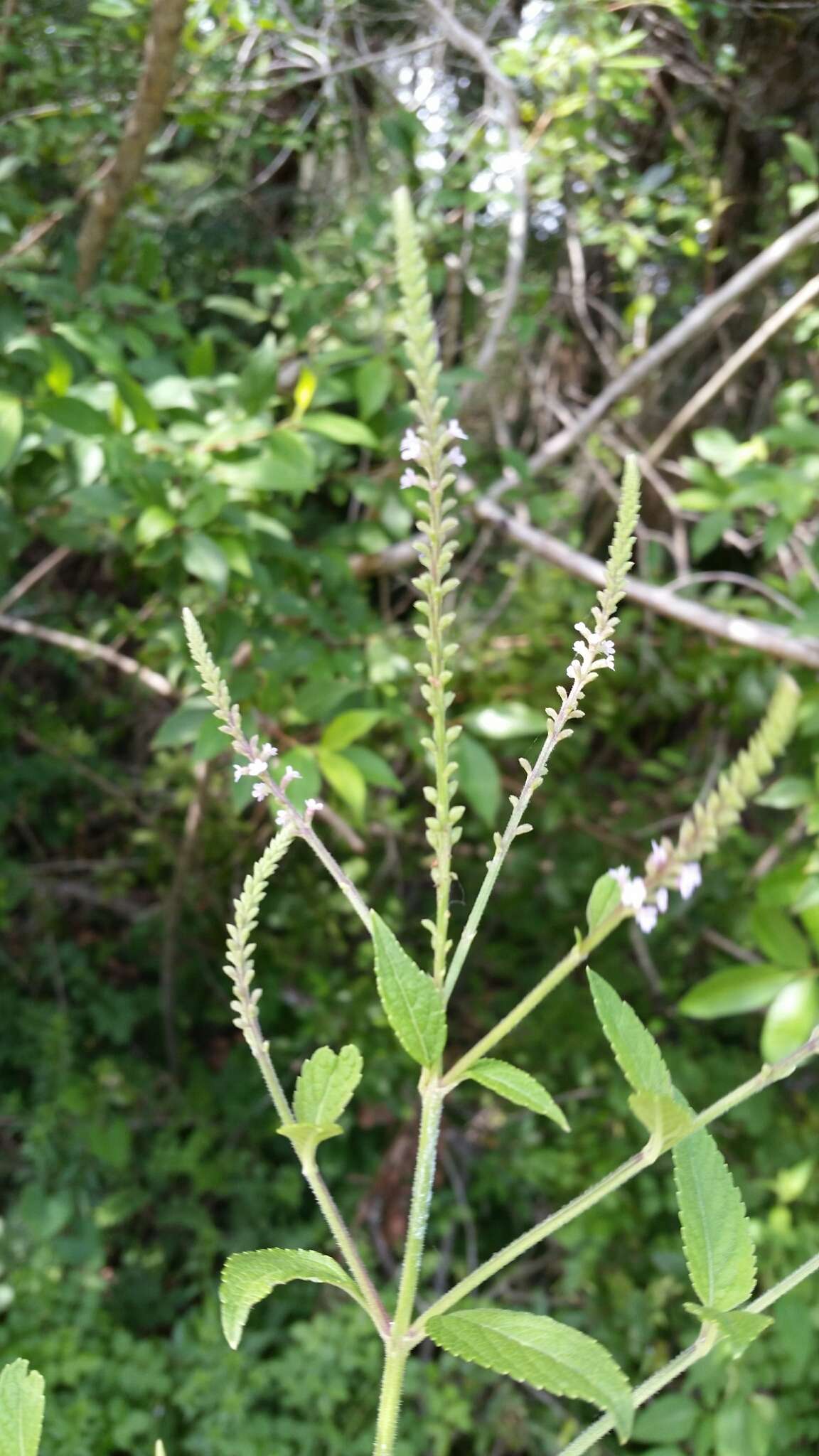 Слика од Verbena scabra Vahl