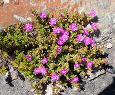 Imagem de Ruschia cymbifolia (Haw.) L. Bol.