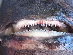 Image of Largespine Velvet Dogfish