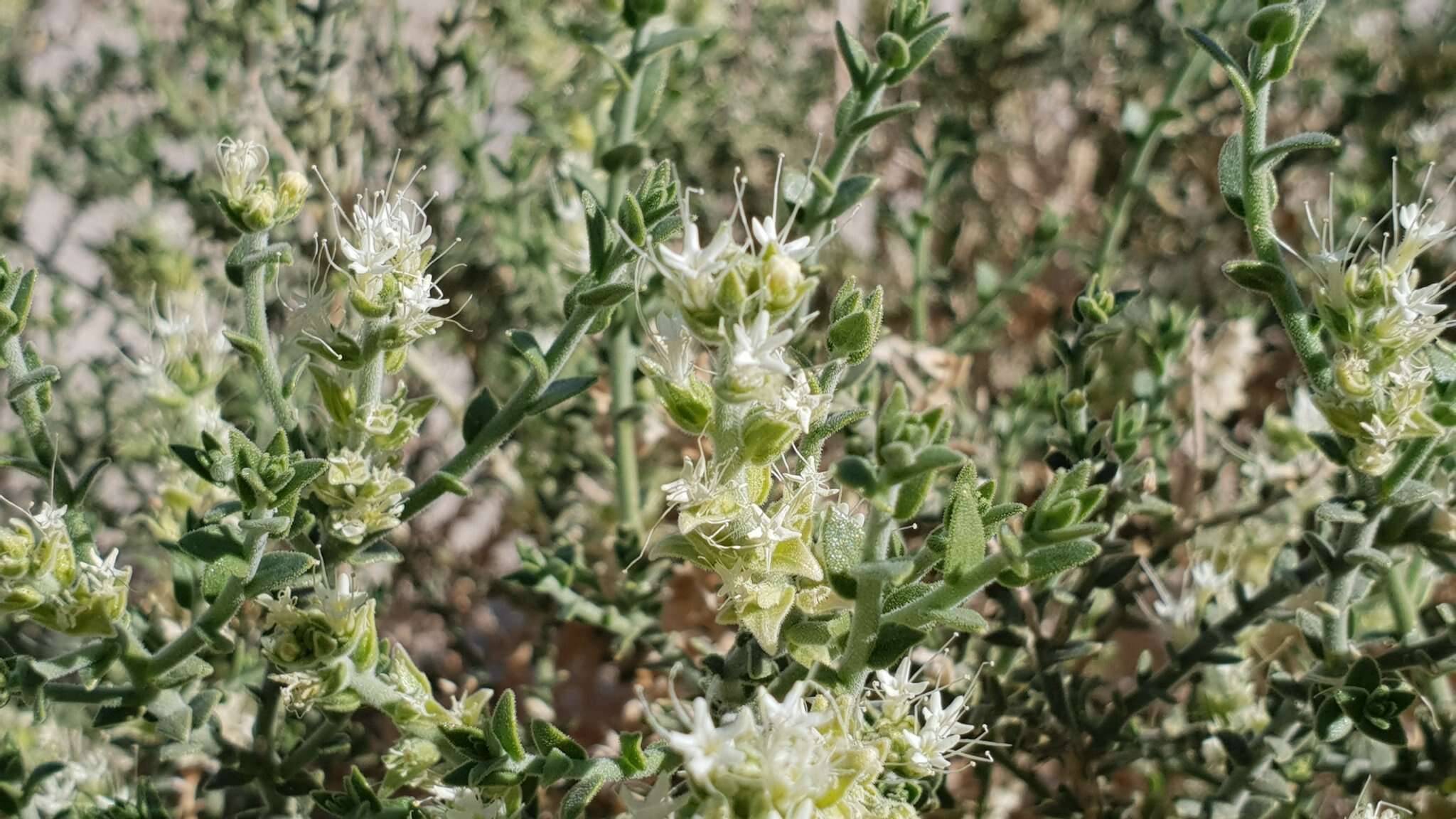 صورة Petalonyx thurberi subsp. thurberi