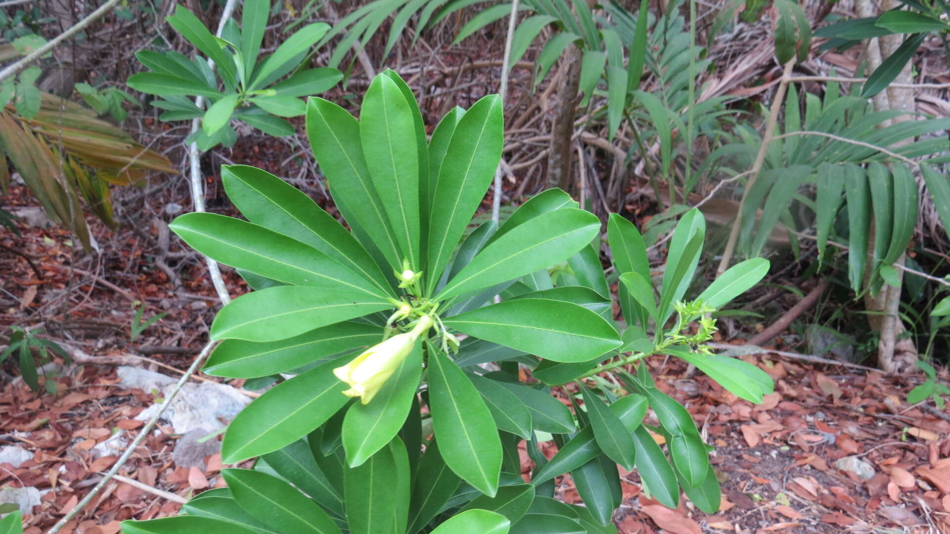 Image of Cascabela gaumeri (Hemsl.) H. Lippold