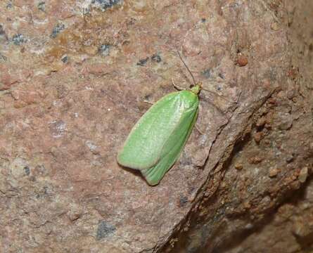 Image of green oak tortrix