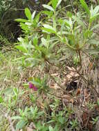 Imagem de Rhododendron lepidotum Wall.