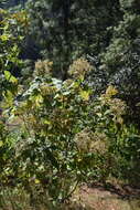 Image of Rumfordia floribunda DC.
