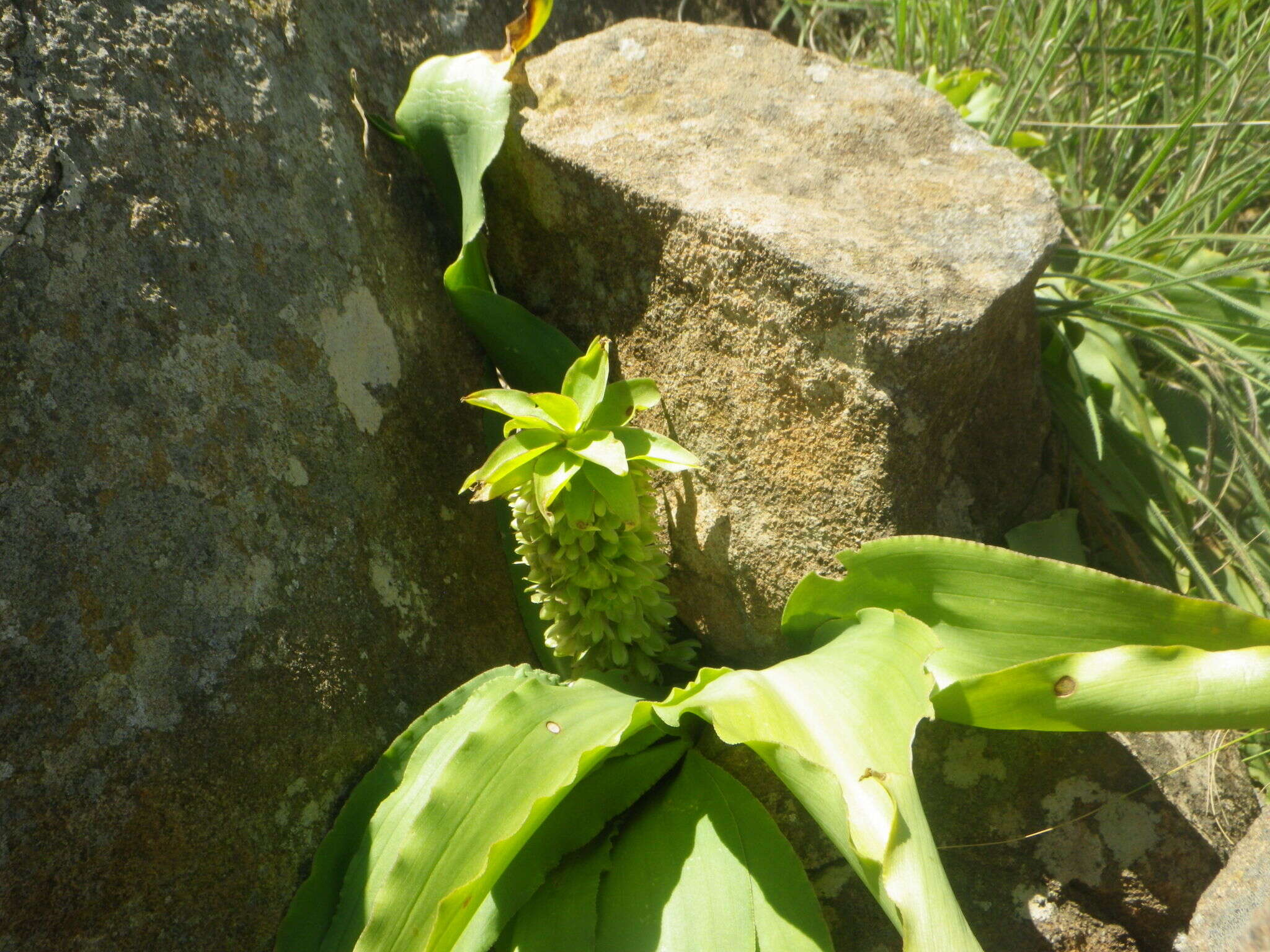 صورة Eucomis autumnalis (Mill.) Chitt.