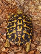 Image of Western Hermann's Tortoise