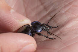 Image of Carabus (Tanaocarabus) finitimus Haldeman 1852