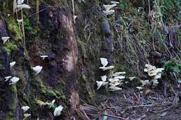 Image of Omphalotus nidiformis (Berk.) O. K. Mill. 1994