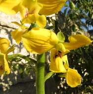 Image de Eulophia speciosa (R. Br.) Bolus