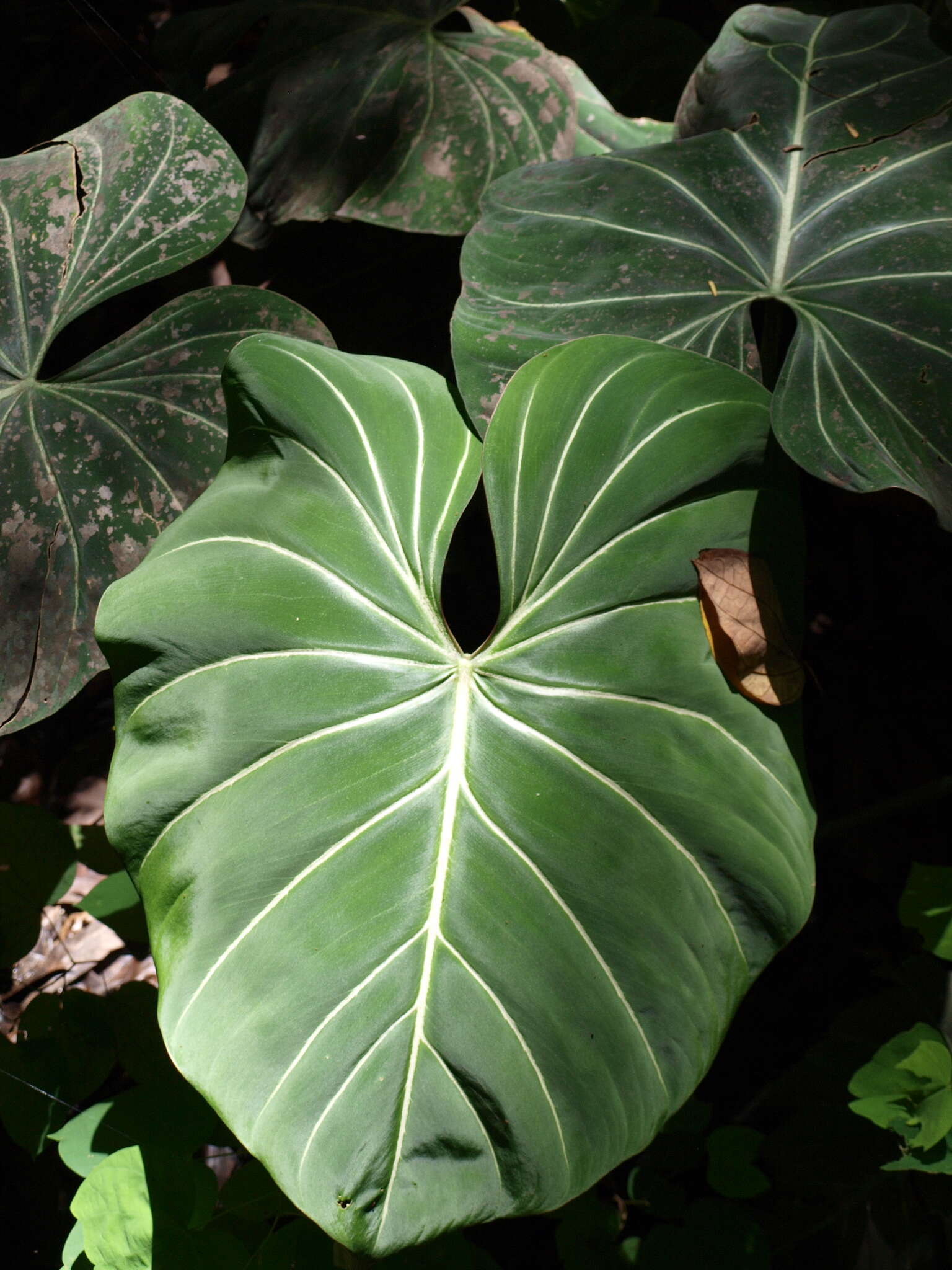 Image of Philodendron gloriosum André