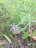 Image of large Indian breadroot