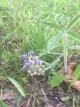 Image of large Indian breadroot