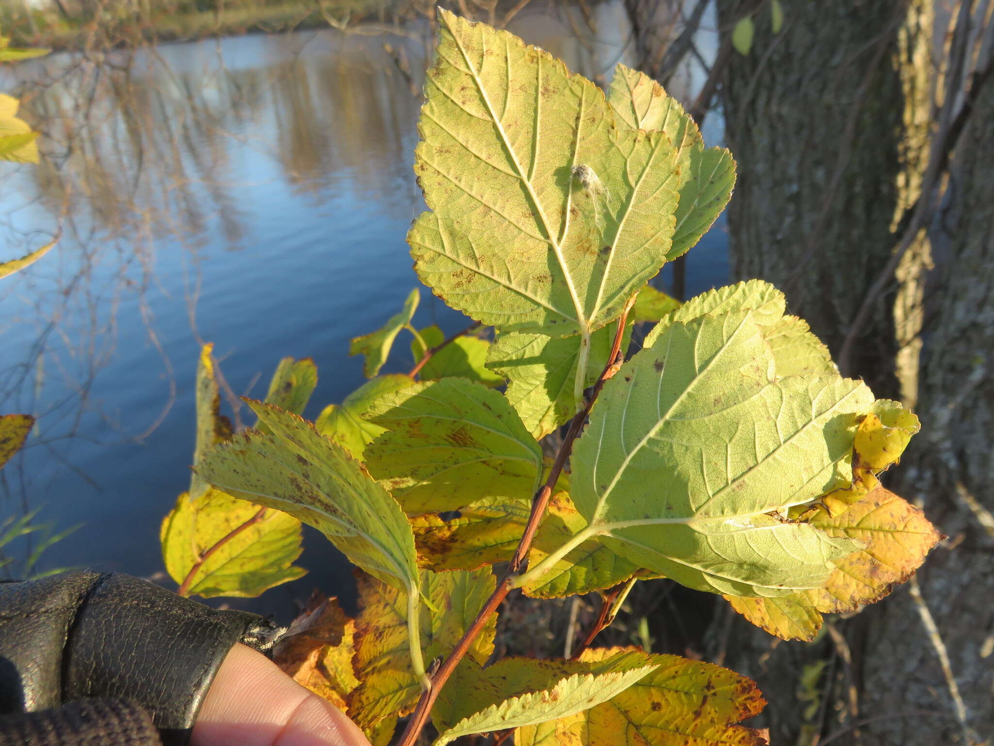 Physocarpus opulifolius (L.) Maxim. resmi