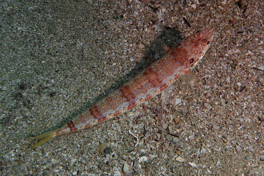 Image of Ear-spot lizardfish