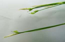 Image of Carex ussuriensis Kom.