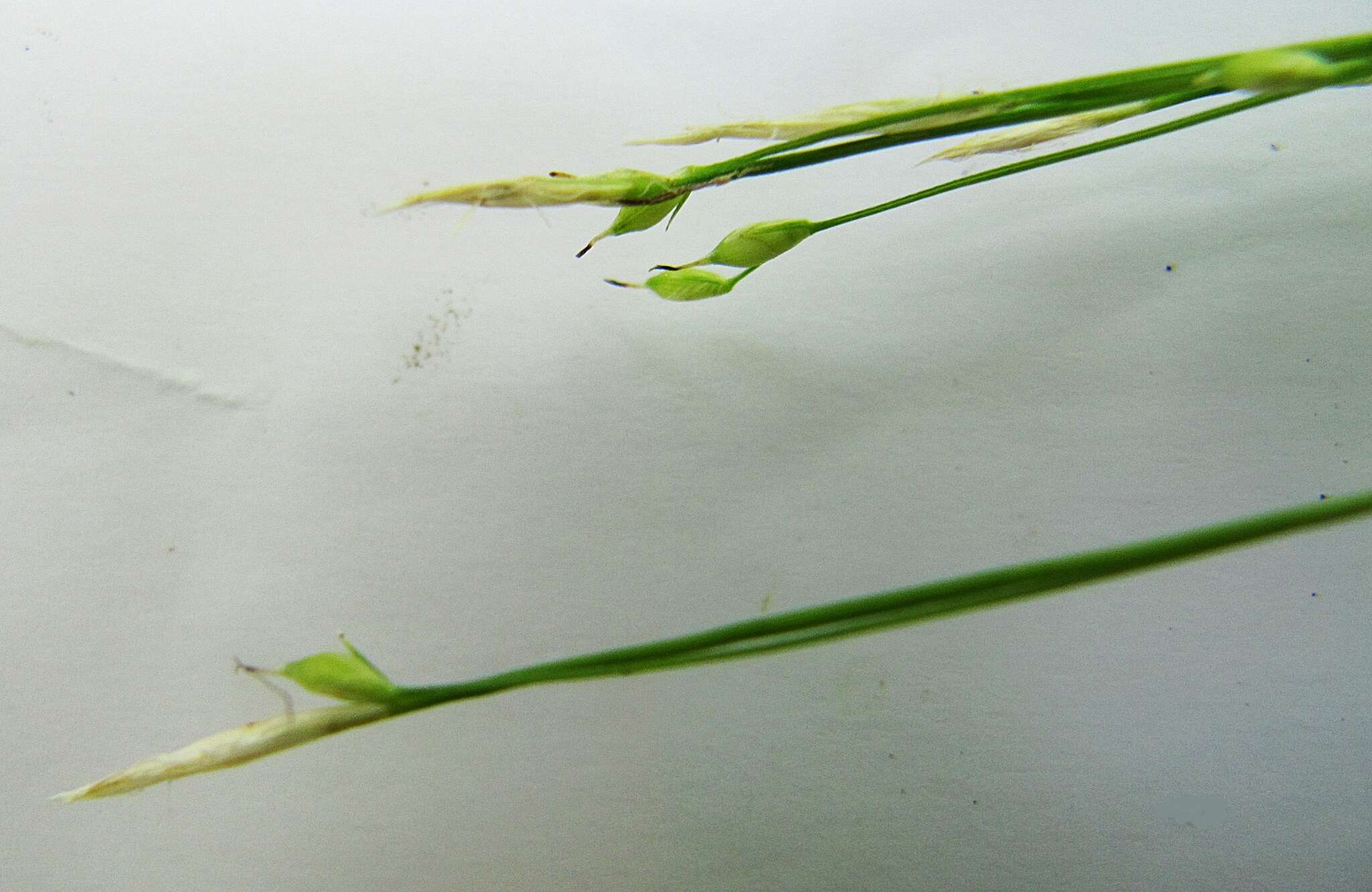 Image of Carex ussuriensis Kom.