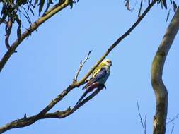 Image of Pale-headed Rosella