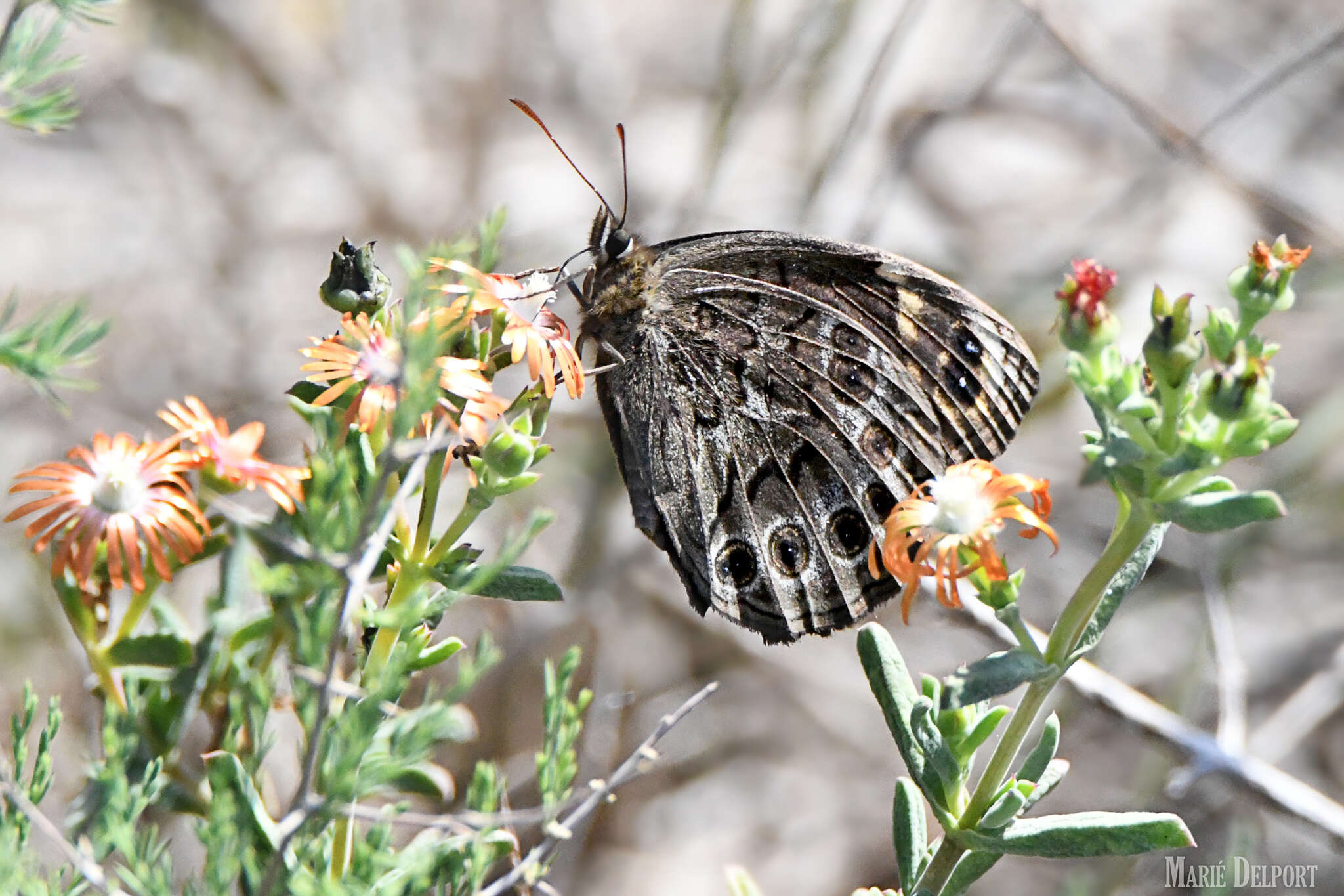 Imagem de Dira clytus eurina Quickelberge 1978