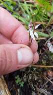 Image de Caladenia variegata Colenso