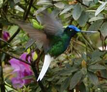 Image of White-tailed Starfrontlet