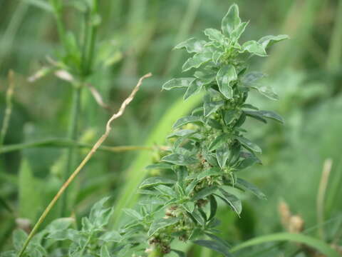 Imagem de Amaranthus polygonoides L.