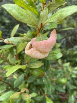 Imagem de Exobasidium ferrugineae Minnis, A. H. Kenn. & N. A. Goldberg 2012