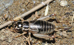 صورة Eugryllodes pipiens (Dufour 1820)