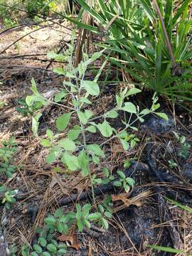 Imagem de Psoralea canescens Michx.