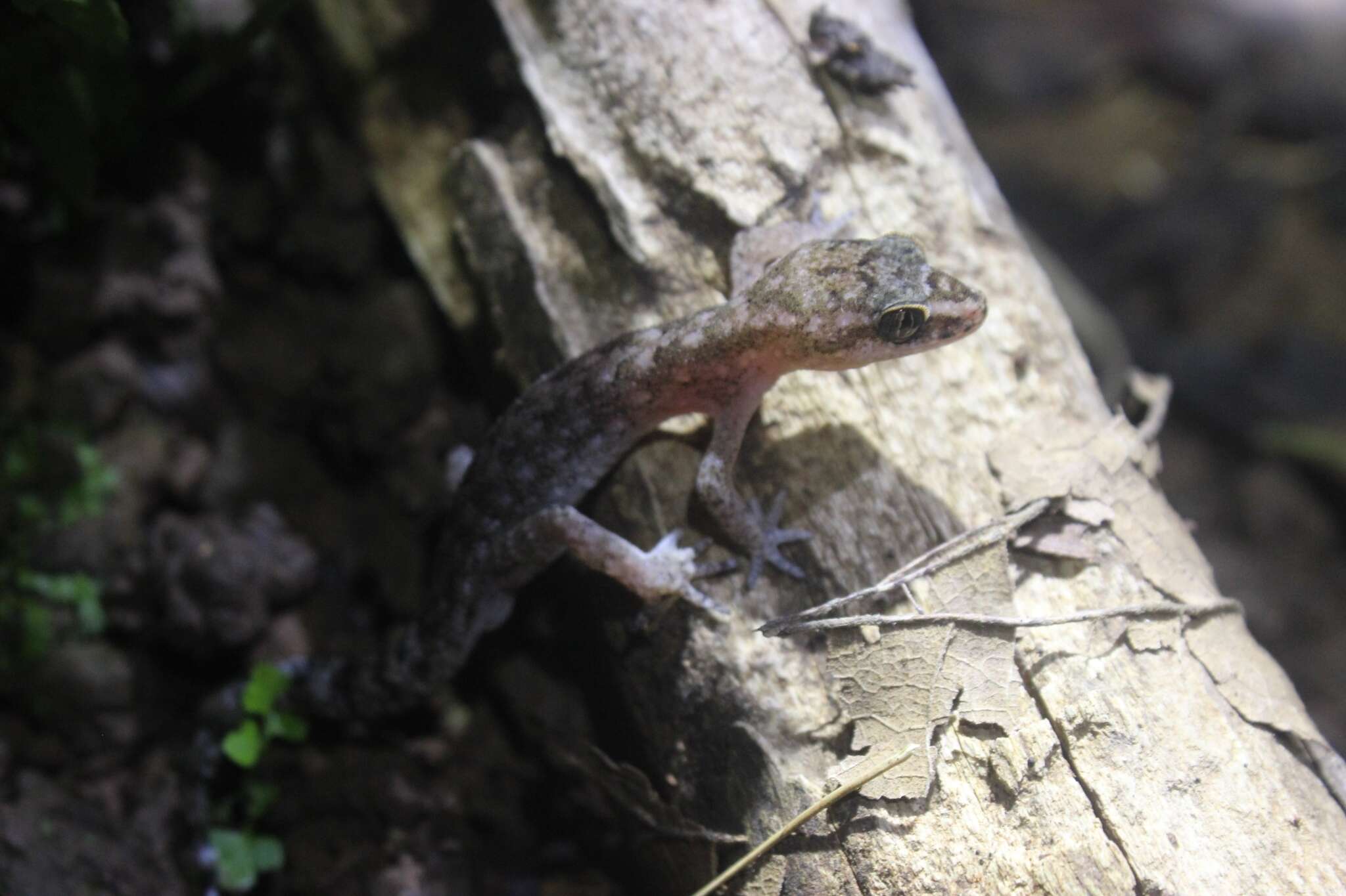 Image of Cyrtodactylus semiadii Riyanto, Bauer & Yudha 2014