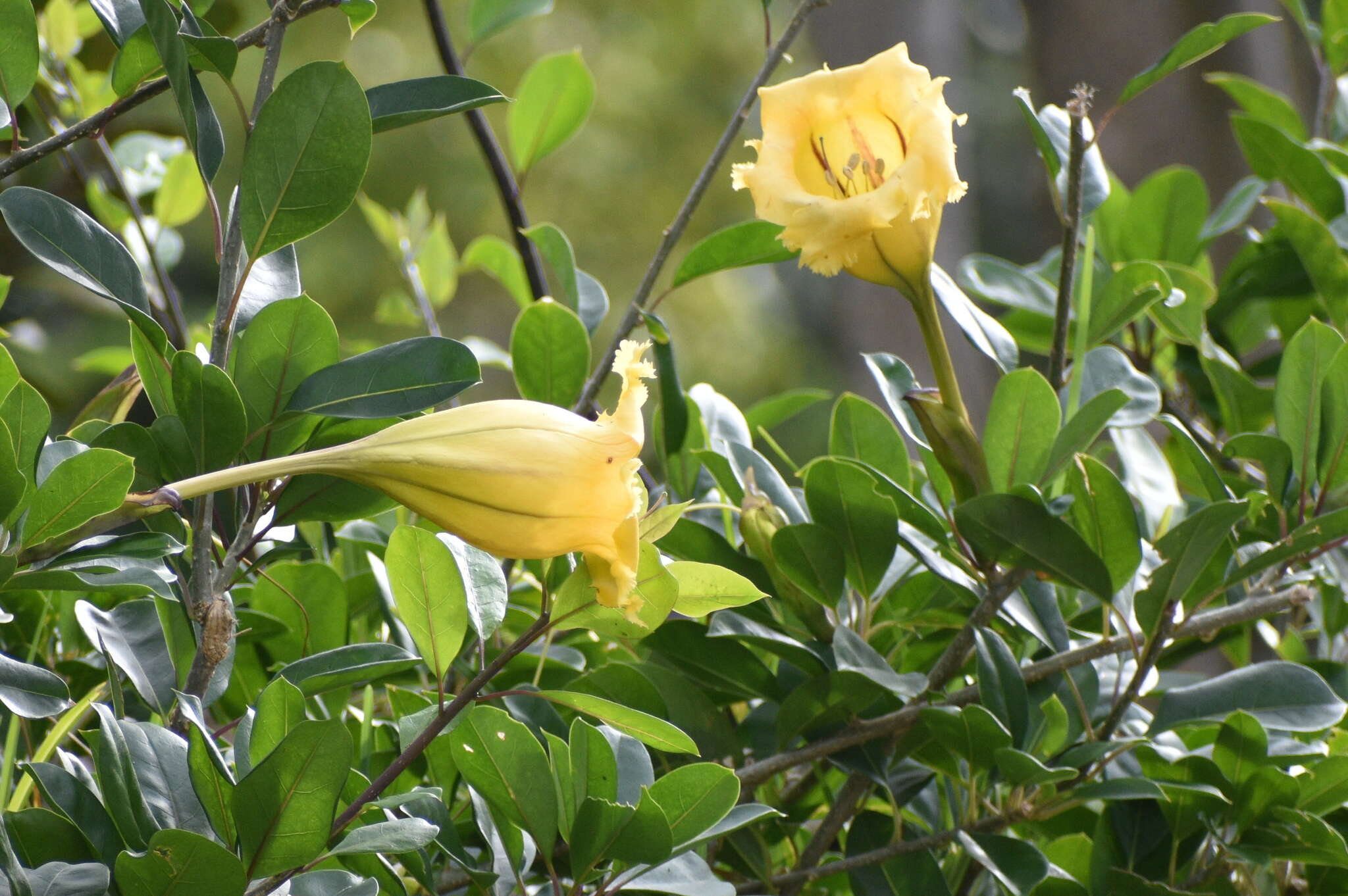 Plancia ëd Solandra longiflora (Britton & Wilson) Tussac