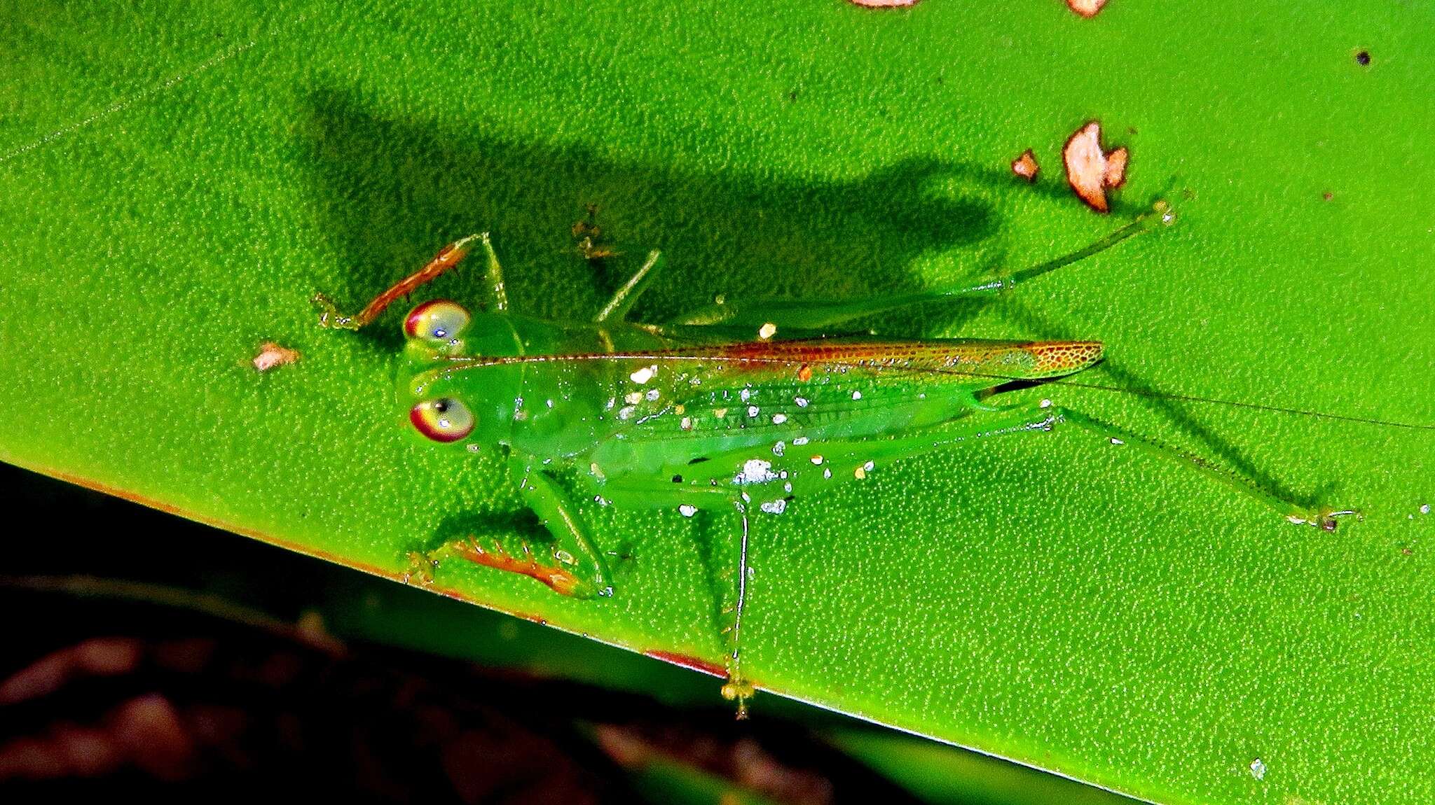 Image of Cephalophlugis cephalotes (Bolívar & I. 1888)