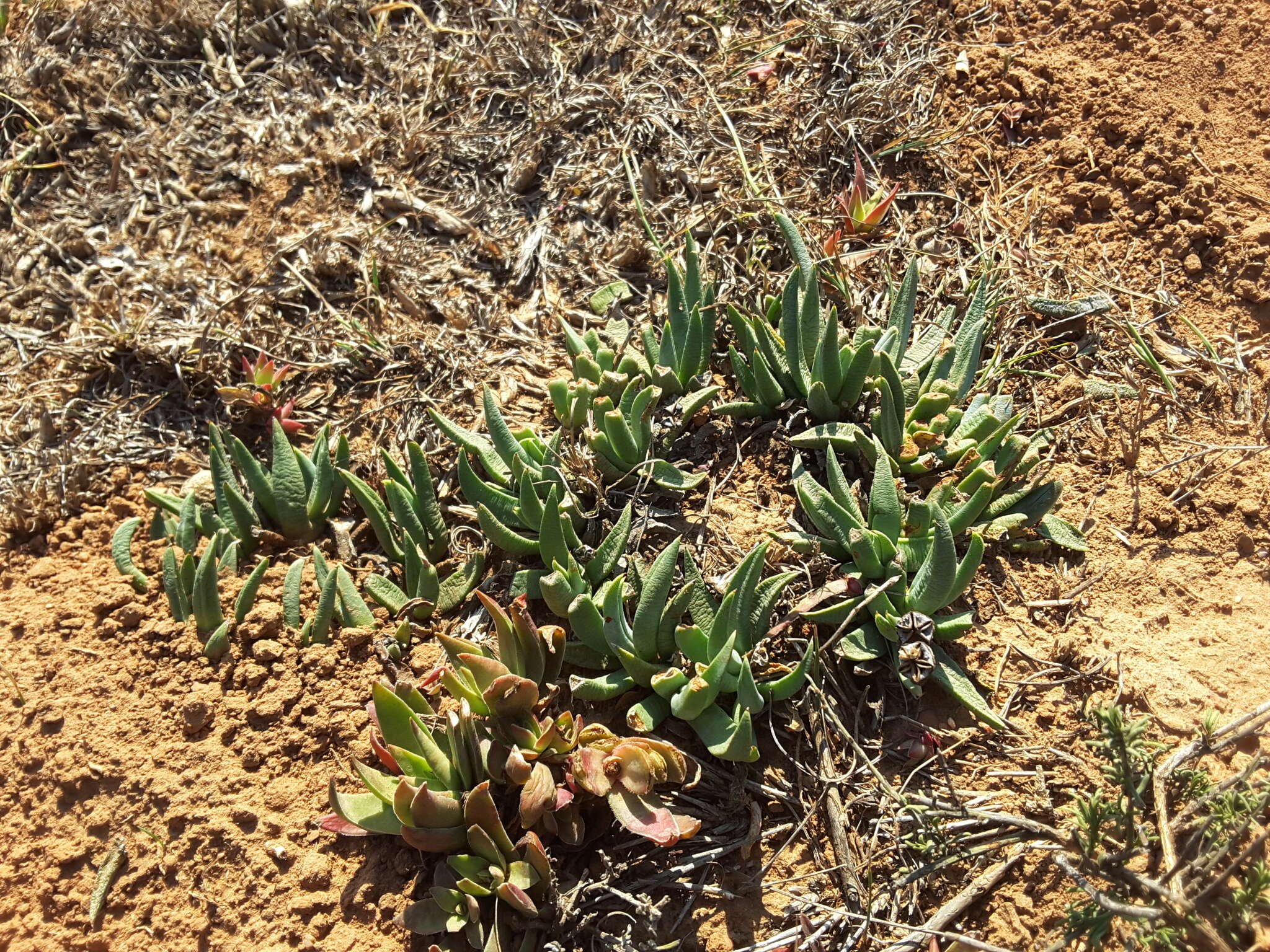 Image of Bergeranthus multiceps (Salm-Dyck) Schwant.