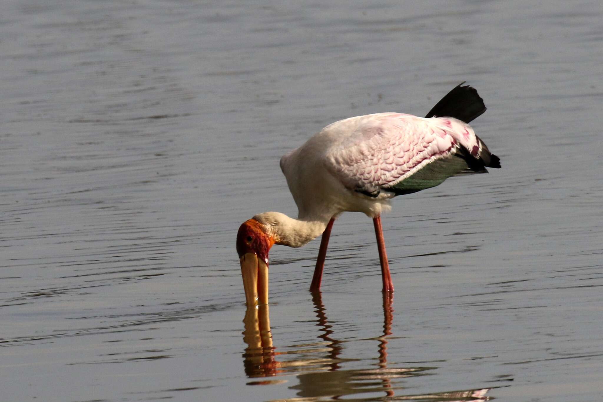 Image of Yellow-billed Stork