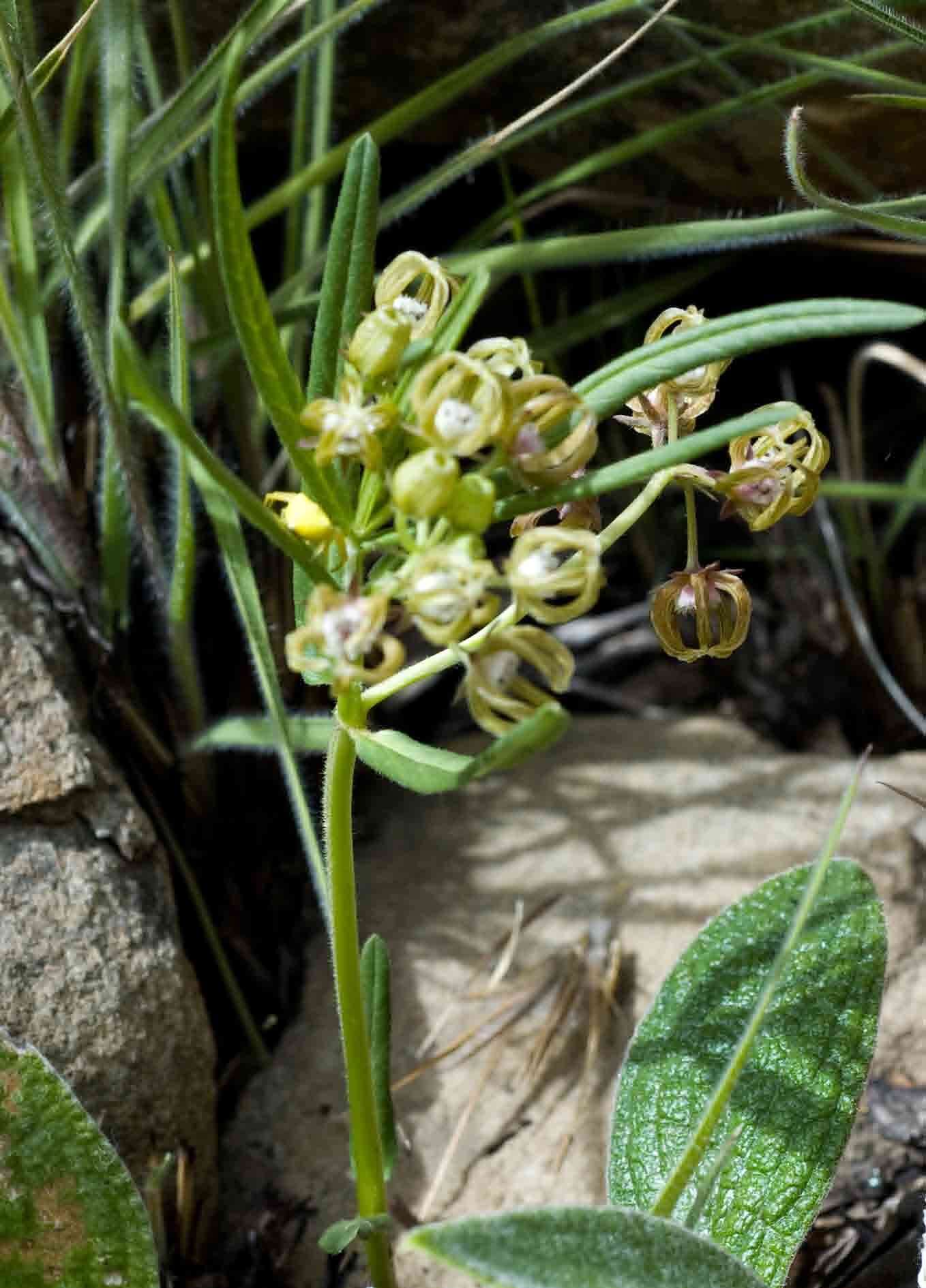 Image of Schizoglossum nitidum Schltr.