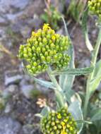 Image de Senecio atratus Greene