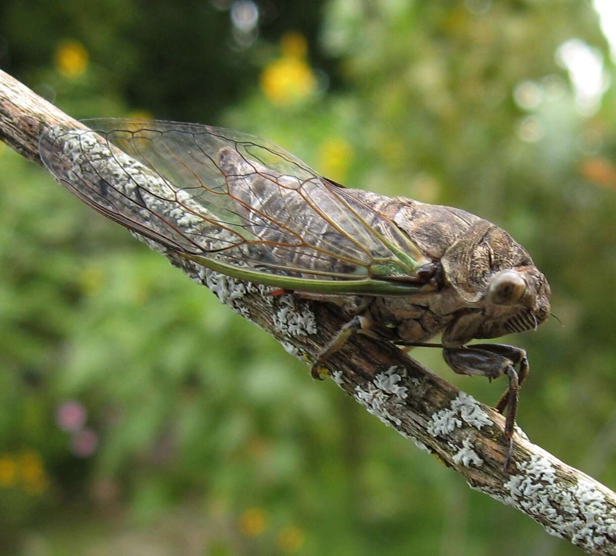 Plancia ëd Neotibicen canicularis (Harris 1841)