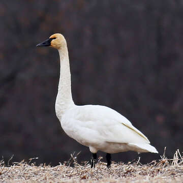 Image de Cygne siffleur