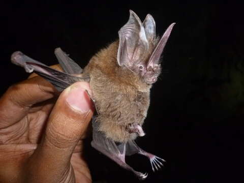 Image of Sword-nosed Bats.