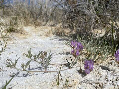 Image of Fish Slough milkvetch