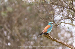 Image of Coracias garrulus garrulus Linnaeus 1758