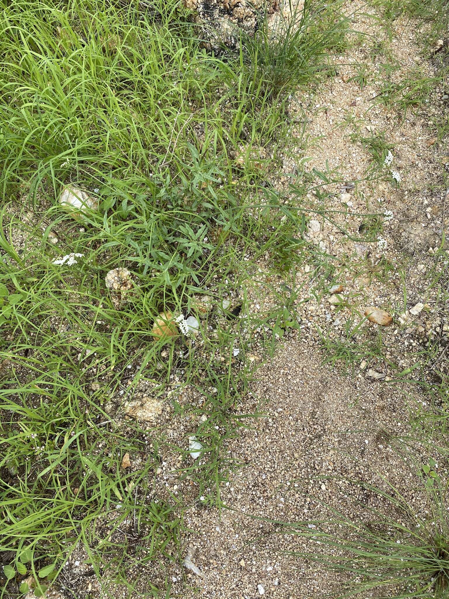 Image of Common veld heliotrope