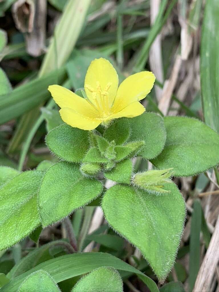 Image of Lysimachia remota Petitm.