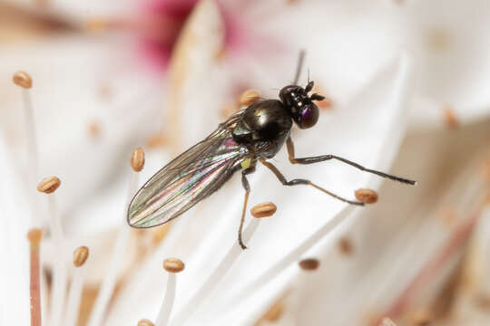 Image of Shore fly