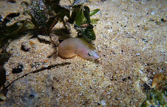 Image of Tasmanian clingfish