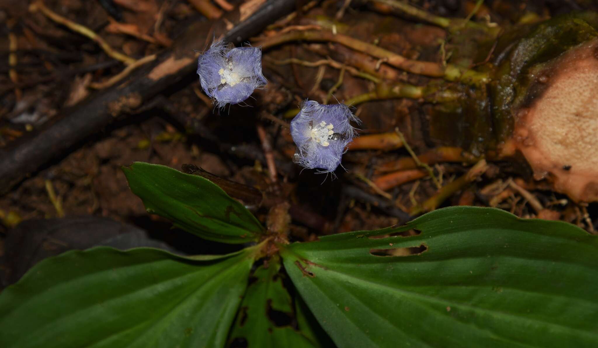 Image de Geogenanthus rhizanthus (Ule) G. Brückn.