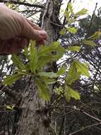 Image of Durand Oak