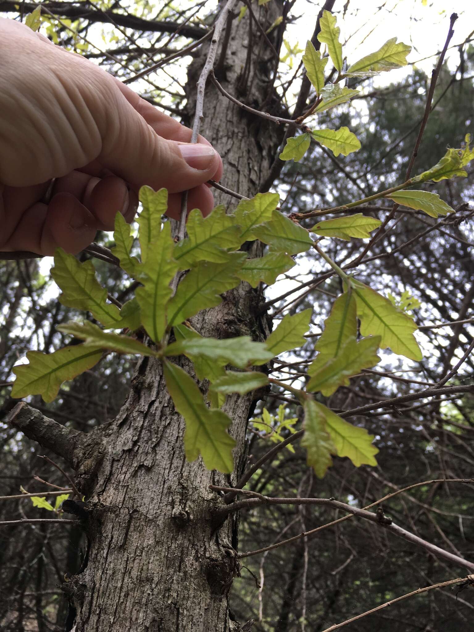 Sivun Quercus sinuata Walter kuva