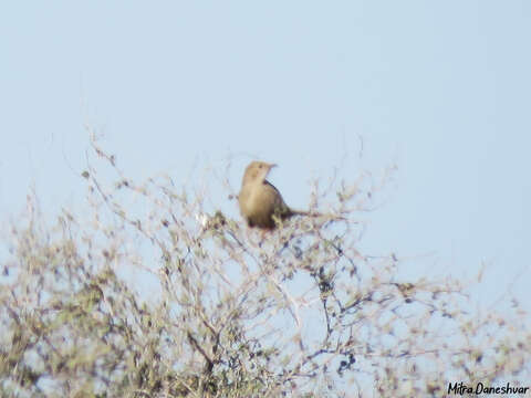 Image of Afghan Babbler